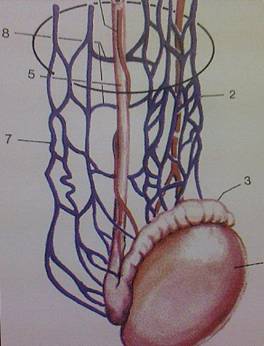 http://www.laserprostata.it/frame/terapie/img/plesso%20spermatico%20medio.JPG