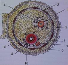 http://www.laserprostata.it/frame/terapie/img/tecniche%20mininvasive2.JPG